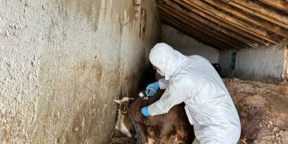 Sivas’ta ilkbahar dönemi şap aşılama çalışmaları başladı