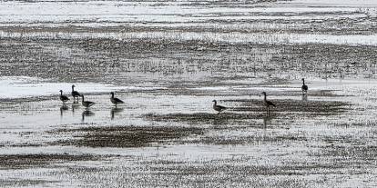 Sivas'ta yaban ördekleri yiyecek arayışında