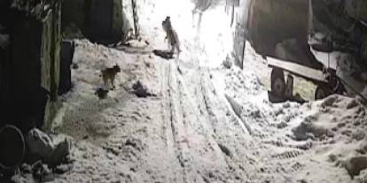 Köye inen kurtlar köpeği alıp götürdü