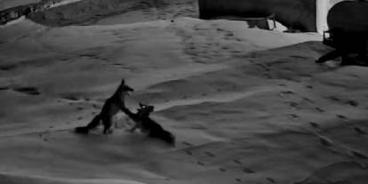 Sivas'ta köye inen tilkiler kavga etti!