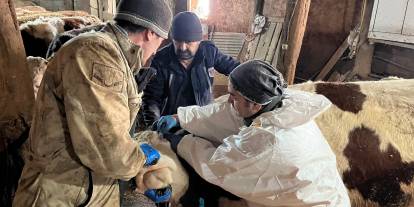 Sivas'ta şap mesaisi sürüyor!