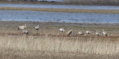 Sivas'ta baharın ilk habercilerinden turnalar kendini gösterdi