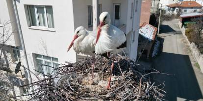 Sivas'ta 40 yıllık leylek yuvası yenilendi