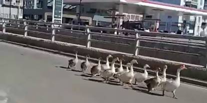 Sivas’ta kazların geçidi böyle görüntülendi