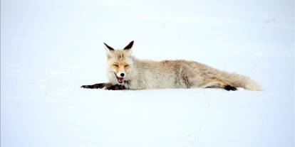 Kars'ta kızıl tilkiler avlanırken görüntülendi