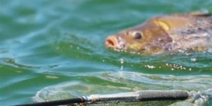 Sivas’ta iç sularda av yasağı tarihi belli oldu