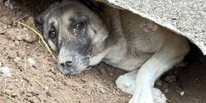 Sivas'ta beton bloğun altında mahsur kalan köpek kurtarıldı