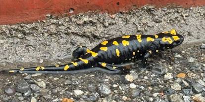 Nesli tehlike altındaki semender Hatay'da görüldü