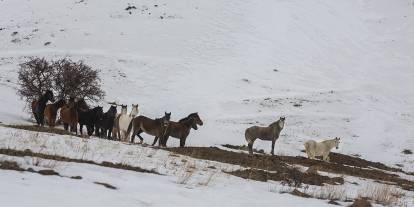 Zorlu kış koşulları onları etkilemiyor