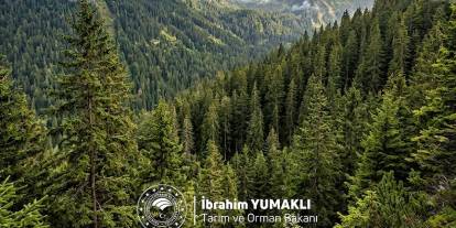 Bakan Yumaklı'dan Orman Haftası mesajı