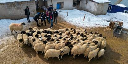 Küçükbaş hayvancılık devlet desteğiyle artıyor