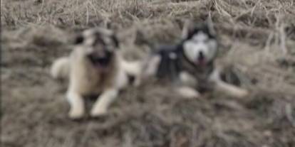 Yavru kangalını arıyordu, öyle bir yerden çıktı ki...