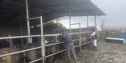 Şarkışla'da ithal besilik sığırlara sıkı denetim