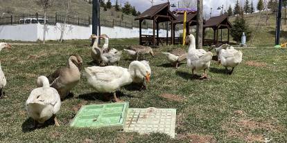 Sivas'ta firar eden kazlar yuvalarına döndü