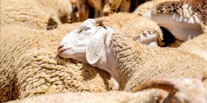 Kırsalda Bereket Küçükbaş Hayvancılığa Destek Projesi'ne başvurular başlıyor