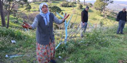 Bir gecede yüzlerce incir ve zeytin ağacını kesip ortadan kayboldular