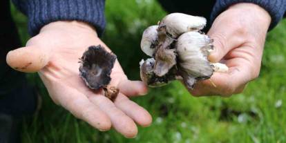 Yabani mantar tüketimine dikkat!