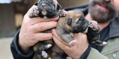 Kurtçul mu, duygusal mı? Kangal yavrularında ilginç ayrım
