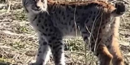 Sivas'ta vaşağın çığlığı kamerada