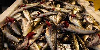 Av yasağı yaklaştı; hamsi yerini istavrite bıraktı