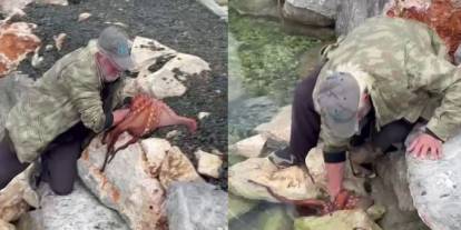 Kayalıktaki dev ahtapotu elleriyle avladı
