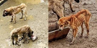 Aç kalan köpekler birbirini yedi