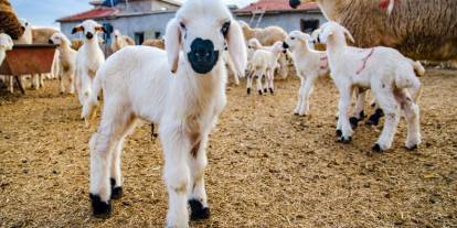 10 soruda Kırsalda Bereket Küçükbaşa Destek Projesi