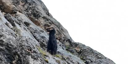 Sivas'ta kayalıklarda mahsur kalan keçi kurtarıldı