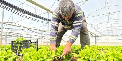 Tarlada 15 lira markette 100 lira!