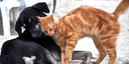 Uzmanından uyarı: Sokak hayvanlarına yaklaşırken bunlara dikkat!