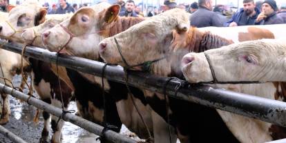 Sivas'ta kurbanlıklarda rakamlar netleşiyor! İşte pazarda son durum