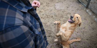 Sahipsiz köpekler yeni hayatlarına hazırlanıyor