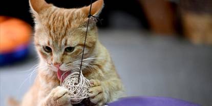 "Müdür" yeniden sağlığına kavuştu