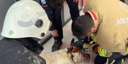 Boynuna zincir sıkışan köpeğin imdadına itfaiye yetişti