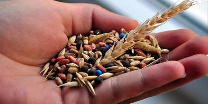 350 ton tohum çiftçiye dağıtılacak