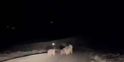 Kış uykusundan uyanan ayı ve yavruları yemek ararken görüntülendi