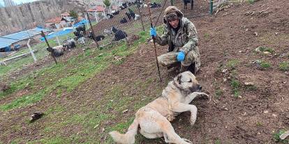 Sürünün muhafızı çoban köpekleri, çobanlara can dostu oluyor