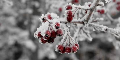 Sivas İl Tarım ve Orman Müdürlüğünden zirai don uyarısı