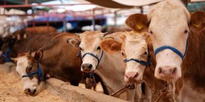 Son dakika: Sivas'ta 2026 kurbanlık fiyatları belli oldu