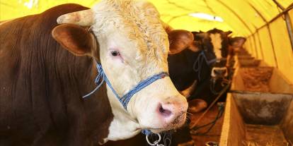 Sivas'ta kurbanlık fiyatı yüzde 46 zamlandı!