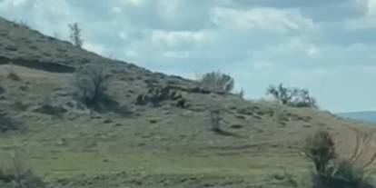 Sivas'ta domuz sürüsü çiftçinin kamerasına böyle yansıdı