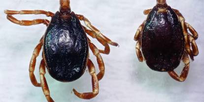 Hava sıcaklıklarının artmaya başlamasıyla "kenelere karşı dikkat edin" uyarısı