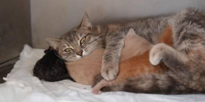 Ölümden dönen yavru kedilere süt anne kucak açtı