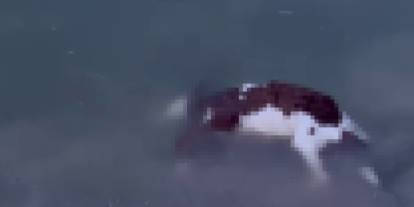 Sivas’ta yürek burkan olay! Kaçan buzağı barajda can verdi