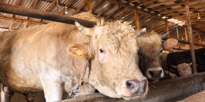 "Paşa" 500 bin liraya alıcı bekliyor