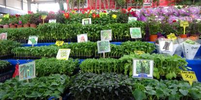 Pandemi ve deprem sonrası büyük değişim! Vatandaş toprağa yöneldi