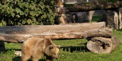Sivas'ta uzmanı açıkladı: "Ayı görürseniz kaçmayın"! İşte nedeni...