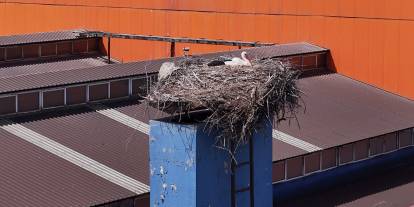 Sivas'ta leylekler yuvaya dönünce fabrikada üretime ara verildi