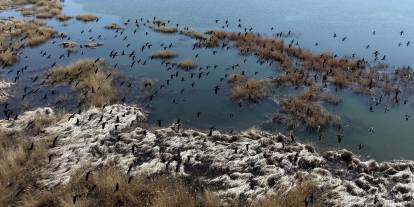 Sivas'ta su altındaki araziler kuşları ağırlıyor