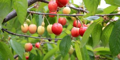 Açık artırmada 6 bin liradan alıcı buldu